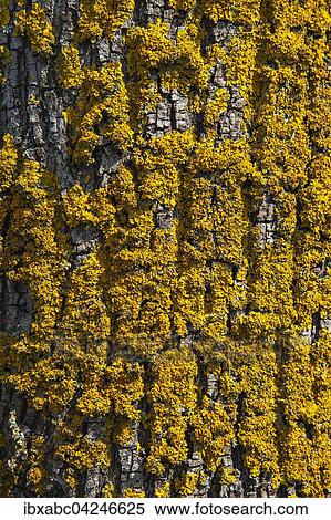 Common orange lichen (Xanthoria parietina) on tree bark, Bavaria, Germany, Europe View Large Photo Image Stock Photography - Common orange lichen (Xanthoria parietina) on tree bark, Bavaria, Germany, Europe. Fotosearch