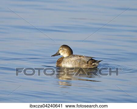 Stock Image - Common pochard (Aythya ferina), female in water, Chiemsee, Bavaria, Germany, Europe. Fotosearch