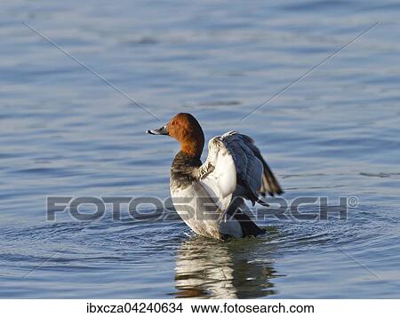 Common pochard (Aythya ferina), male flapping wings in water, Chiemsee, Bavaria, Germany, Europe View Large Photo Image Picture - Common pochard (Aythya ferina), male flapping wings in water, Chiemsee, Bavaria, Germany, Europe. Fotosearch