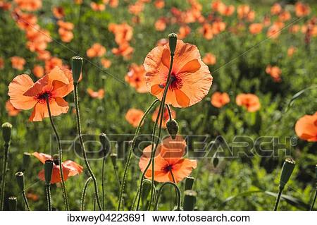 Common poppy (Papaver rhoeas), Algarve, Portugal, Europe View Large Photo Image Stock Image - Common poppy (Papaver rhoeas), Algarve, Portugal, Europe. Fotosearch