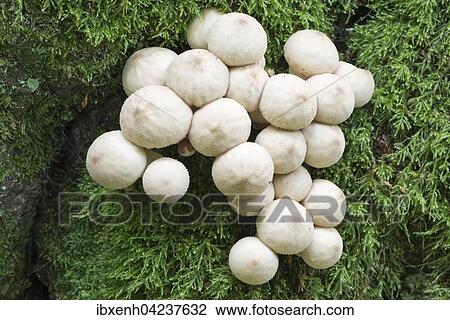 Common puffball (Lycoperdon perlatum), Lower Saxony, Germany, Europe View Large Photo Image Stock Image - Common puffball (Lycoperdon perlatum), Lower Saxony, Germany, Europe. Fotosearch
