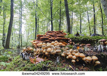 Conifer Tuft (Hypholoma capnoides) in autumnal forest, Hesse, Germany, Europe View Large Photo Image Stock Photography - Conifer Tuft (Hypholoma capnoides) in autumnal forest, Hesse, Germany, Europe. Fotosearch