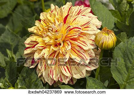 Connell's Gloriosa dahlia (Dahlia x hybrida), North Rhine-Westphalia, Germany, Europe View Large Photo Image Stock Photo - Connell's Gloriosa dahlia (Dahlia x hybrida), North Rhine-Westphalia, Germany, Europe. Fotosearch