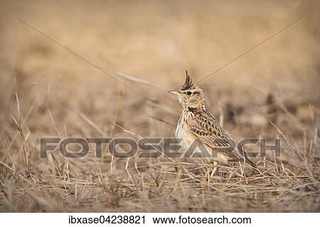 Crested Lark (Galerida cristata) in dry grass, Djoudj National Park, Senegal, Africa View Large Photo Image Stock Image - Crested Lark (Galerida cristata) in dry grass, Djoudj National Park, Senegal, Africa. Fotosearch
