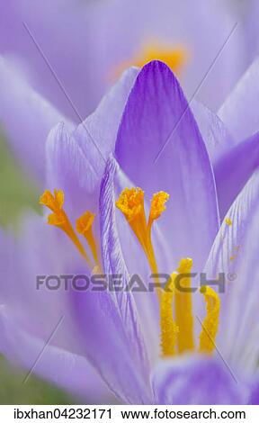 Crocus (crocus), Italy, Europe View Large Photo Image Stock Image - Crocus (crocus), Italy, Europe. Fotosearch