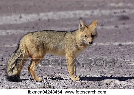 Culpeo or Andean fox (Lycalopex culpaeus), Altiplano, Bolivia, South America View Large Photo Image Picture - Culpeo or Andean fox (Lycalopex culpaeus), Altiplano, Bolivia, South America. Fotosearch