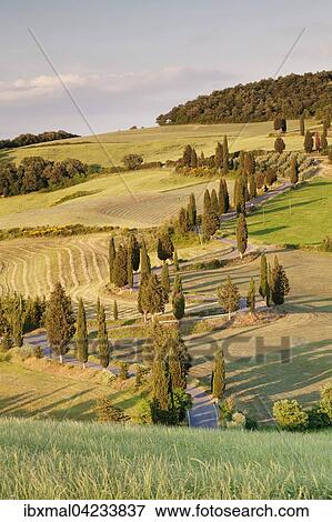 Stock Photo - Cypress trees along road, Monticchiello, Val d'Orcia, Tuscany, Province of Siena, Italy, Europe. Fotosearch