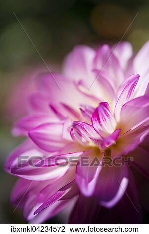 Dahlia (Dahlia), Germany, Europe View Large Photo Image Stock Image - Dahlia (Dahlia), Germany, Europe. Fotosearch