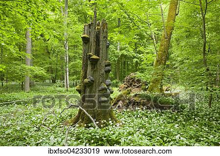 Dead European beech (Fagus sylvatica) with tinder fungus (Fomes fomentarius) and blooming wild garlic (Allium ursinum), Hainich National Park, Thuringia, Germany, Europe View Large Photo Image Stock Photo - Dead European beech (Fagus sylvatica) with tinder fungus (Fomes fomentarius) and blooming wild garlic (Allium ursinum), Hainich National Park, Thuringia, Germany, Europe. Fotosearch