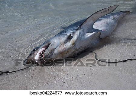 Dead shark, fishery, island Masirah, Oman, Asia View Large Photo Image Stock Photo - Dead shark, fishery, island Masirah, Oman, Asia. Fotosearch