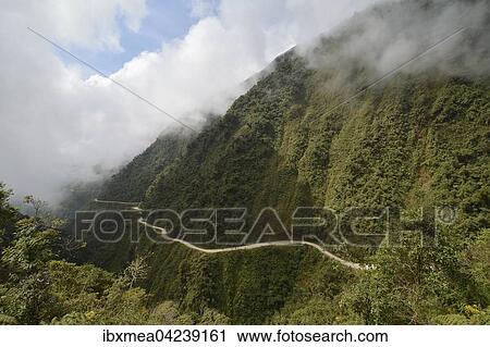 Death Road, meanders through subtropical rainforest, Camino de la Muerte, North Yungas Road between La Paz and Coroico, Bolivia, South America View Large Photo Image Stock Image - Death Road, meanders through subtropical rainforest, Camino de la Muerte, North Yungas Road between La Paz and Coroico, Bolivia, South America. Fotosearch