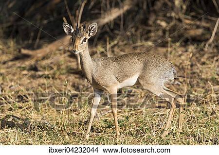 Dik-dik (Madoqua sp. ), Samburu National Reserve, Kenya, East Africa, Africa View Large Photo Image Picture - Dik-dik (Madoqua sp. ), Samburu National Reserve, Kenya, East Africa, Africa. Fotosearch