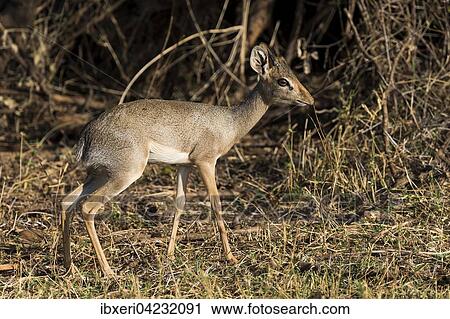 Dik-dik (Madoqua sp. ), Samburu National Reserve, Kenya, East Africa, Africa View Large Photo Image Stock Image - Dik-dik (Madoqua sp. ), Samburu National Reserve, Kenya, East Africa, Africa. Fotosearch