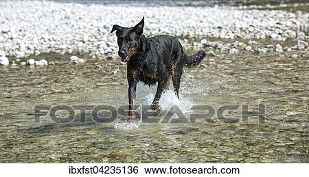 Dog (Canis familiaris) running in water, Beauceron, also Berger de Beauce or Bas Rouge View Large Photo Image Stock Photograph - Dog (Canis familiaris) running in water, Beauceron, also Berger de Beauce or Bas Rouge. Fotosearch