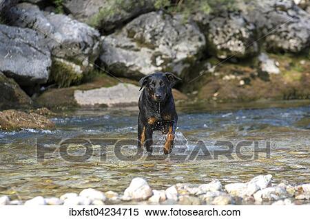 Dog (Canis familiaris) running in water, Beauceron, also Berger de Beauce or Bas Rouge View Large Photo Image Stock Photography - Dog (Canis familiaris) running in water, Beauceron, also Berger de Beauce or Bas Rouge. Fotosearch