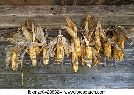 Dried corn on the cob on wooden wall, Tyrol, Austria, Europe View Large Photo Image Picture - Dried corn on the cob on wooden wall, Tyrol, Austria, Europe. Fotosearch