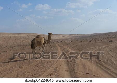 Dromedary (Camelus dromedarius) standing alone in the desert, Wahiba Sands, Oman, Asia View Large Photo Image Stock Photography - Dromedary (Camelus dromedarius) standing alone in the desert, Wahiba Sands, Oman, Asia. Fotosearch