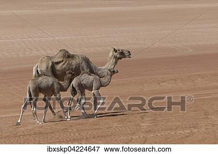 Dromedary (Camelus dromedarius), with young animals, in the desert, Wahiba Sands, Oman, Asia View Large Photo Image Stock Photo - Dromedary (Camelus dromedarius), with young animals, in the desert, Wahiba Sands, Oman, Asia. Fotosearch