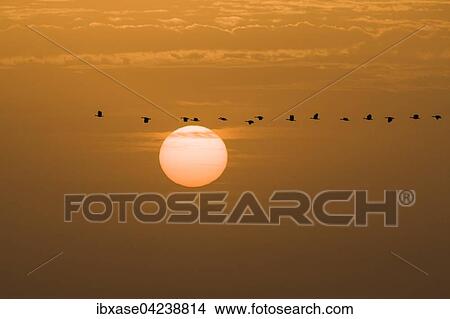 Ducks flying past setting sun, Djoudj National Park, Senegal, Africa View Large Photo Image Picture - Ducks flying past setting sun, Djoudj National Park, Senegal, Africa. Fotosearch