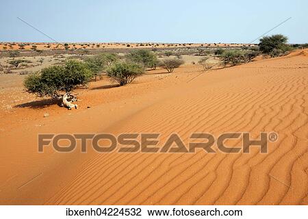 Dunes in the Kalahari, Kalkrand, Namibia, Africa View Large Photo Image Stock Image - Dunes in the Kalahari, Kalkrand, Namibia, Africa. Fotosearch