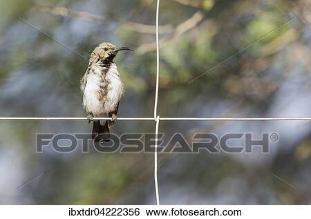 Stock Photograph - Dusky sunbird (Cinnyris fuscus), non-breeding male on a wire fence of a farm, South-east Namibia. Fotosearch