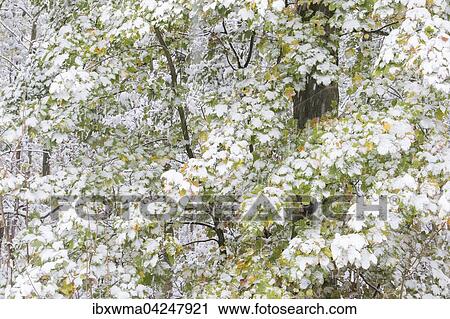 Earlier onset of winter, maple (Acer sp. ) leaves covered in snow Hesse, Germany, Europe View Large Photo Image Stock Image - Earlier onset of winter, maple (Acer sp. ) leaves covered in snow Hesse, Germany, Europe. Fotosearch