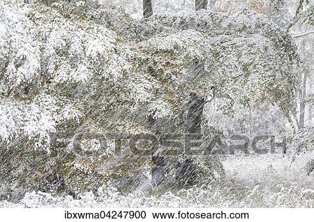 Early onset of winter, deciduous trees with autumn colours in snow, Hesse, Germany, Europe View Large Photo Image Stock Image - Early onset of winter, deciduous trees with autumn colours in snow, Hesse, Germany, Europe. Fotosearch