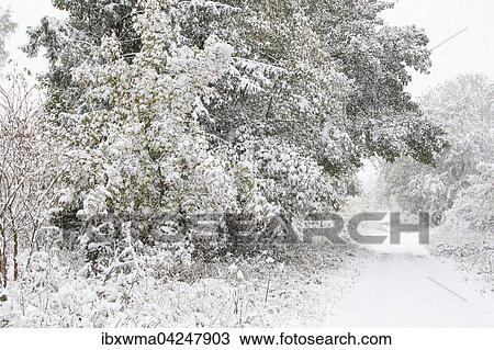 Early onset of winter, deciduous trees with autumn colours in snow, Hesse, Germany, Europe View Large Photo Image Stock Image - Early onset of winter, deciduous trees with autumn colours in snow, Hesse, Germany, Europe. Fotosearch