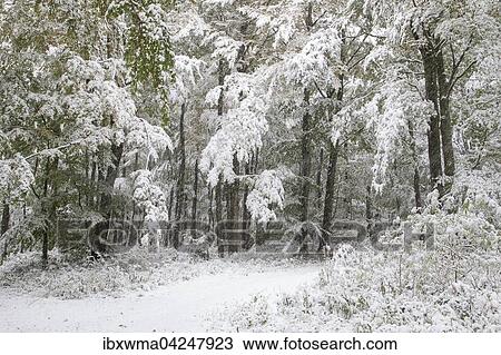 Stock Image - Early onset of winter, deciduous trees with autumn colours and snow, Hesse, Germany, Europe. Fotosearch