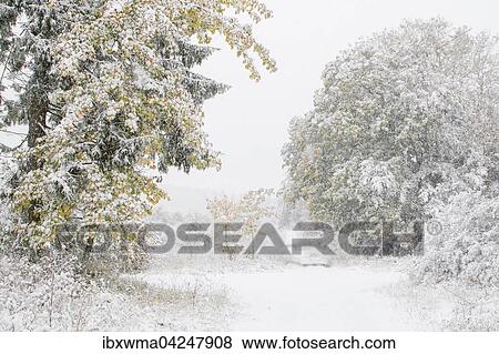 Early onset of winter, deciduous trees with autumn colours in snow, Hesse, Germany, Europe View Large Photo Image Stock Photo - Early onset of winter, deciduous trees with autumn colours in snow, Hesse, Germany, Europe. Fotosearch