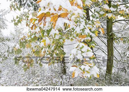 Early onset of winter, maples (Acer sp. ) with autumn colours and snow, Hesse, Germany, Europe View Large Photo Image Picture - Early onset of winter, maples (Acer sp. ) with autumn colours and snow, Hesse, Germany, Europe. Fotosearch