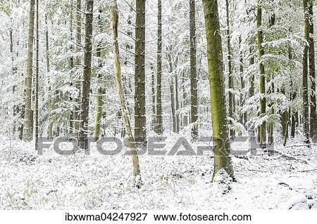 Early onset of winter, trees, forest with snow, Hesse, Germany, Europe View Large Photo Image Stock Photo - Early onset of winter, trees, forest with snow, Hesse, Germany, Europe. Fotosearch