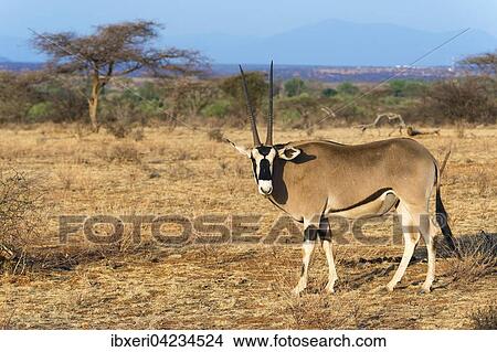 Picture - East African oryx or beisa (Oryx beisa), Samburu National Reserve, Kenya, Africa. Fotosearch