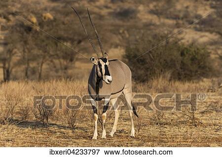 East African oryx or beisa (Oryx beisa), Samburu National Reserve, Kenya, East Africa, Africa View Large Photo Image Stock Photo - East African oryx or beisa (Oryx beisa), Samburu National Reserve, Kenya, East Africa, Africa. Fotosearch