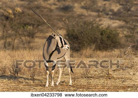 East African oryx or beisa (Oryx beisa), Samburu National Reserve, Kenya, East Africa, Africa View Large Photo Image Stock Photo - East African oryx or beisa (Oryx beisa), Samburu National Reserve, Kenya, East Africa, Africa. Fotosearch