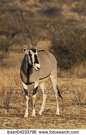 East African oryx or beisa (Oryx beisa), Samburu National Reserve, Kenya, East Africa, Africa View Large Photo Image Stock Photograph - East African oryx or beisa (Oryx beisa), Samburu National Reserve, Kenya, East Africa, Africa. Fotosearch