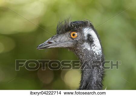 Picture - Emu (Dromaiidae), captive. Fotosearch