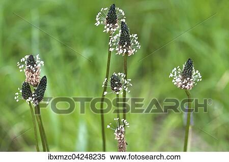 English plantain (Plantago lanceolate), flowers, Tyrol, Austria, Europe View Large Photo Image Stock Photography - English plantain (Plantago lanceolate), flowers, Tyrol, Austria, Europe. Fotosearch