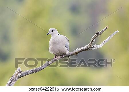 Stock Photography - Eurasian Collared Dove (Streptopelia decaocto), perched on a branch, Scotland, United Kingdom, Europe. Fotosearch