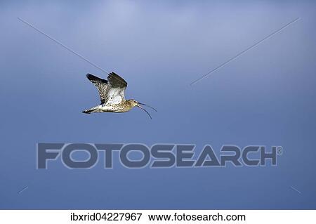 Eurasian curlew (Numenius arquata) flying and calling, Texel, West Frisian Islands, Province of North Holland, The Netherlands, Europe View Large Photo Image Stock Photo - Eurasian curlew (Numenius arquata) flying and calling, Texel, West Frisian Islands, Province of North Holland, The Netherlands, Europe. Fotosearch