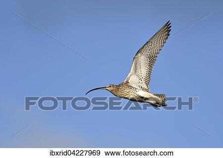 Stock Photo - Eurasian curlew (Numenius arquata) flying, Texel, West Frisian Islands, Province of North Holland, The Netherlands, Europe. Fotosearch