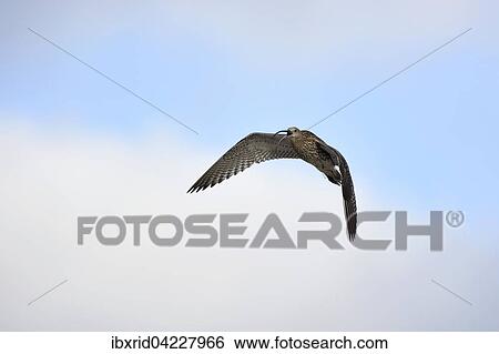 Eurasian curlew (Numenius arquata) flying and calling, Texel, West Frisian Islands, Province of North Holland, The Netherlands, Europe View Large Photo Image Stock Photograph - Eurasian curlew (Numenius arquata) flying and calling, Texel, West Frisian Islands, Province of North Holland, The Netherlands, Europe. Fotosearch