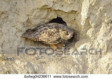 Eurasian eagle-owl (Bubo bubo) adult sitting in front of nest cavity in loess wall, Pleven Province, Bulgaria, Europe View Large Photo Image Stock Image - Eurasian eagle-owl (Bubo bubo) adult sitting in front of nest cavity in loess wall, Pleven Province, Bulgaria, Europe. Fotosearch