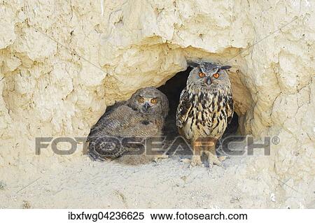 Eurasian eagle-owl (Bubo bubo) adult with fledgling, sitting in front of nesting hole in loess wall, Pleven Province, Bulgaria, Europe View Large Photo Image Stock Photography - Eurasian eagle-owl (Bubo bubo) adult with fledgling, sitting in front of nesting hole in loess wall, Pleven Province, Bulgaria, Europe. Fotosearch
