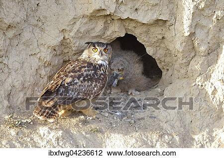 Eurasian eagle-owl (Bubo bubo) female adult and fledgling in nest cavity in loess wall, Pleven Province, Bulgaria, Europe View Large Photo Image Stock Image - Eurasian eagle-owl (Bubo bubo) female adult and fledgling in nest cavity in loess wall, Pleven Province, Bulgaria, Europe. Fotosearch