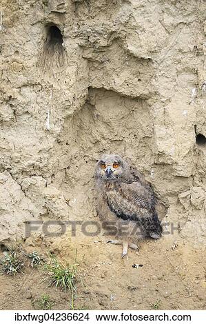 Eurasian eagle-owl (Bubo bubo) fledgling sitting in loess wall, Pleven Province, Bulgaria, Europe View Large Photo Image Picture - Eurasian eagle-owl (Bubo bubo) fledgling sitting in loess wall, Pleven Province, Bulgaria, Europe. Fotosearch