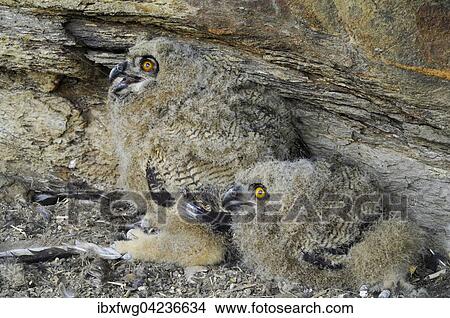 Eurasian eagle-owl (Bubo bubo) fledglings at breeding ground in rock face, Wachau, Lower Austria, Austria, Europe View Large Photo Image Picture - Eurasian eagle-owl (Bubo bubo) fledglings at breeding ground in rock face, Wachau, Lower Austria, Austria, Europe. Fotosearch