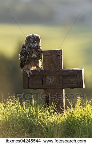 Eurasian eagle-owl (Bubo bubo), captive, sitting on cross, Vulkaneifel, Germany, Europe View Large Photo Image Picture - Eurasian eagle-owl (Bubo bubo), captive, sitting on cross, Vulkaneifel, Germany, Europe. Fotosearch