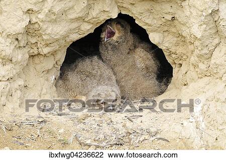 Eurasian eagle-owl (Bubo bubo) fledglings at exit of nest cavity in loess wall, yawning, waiting, Pleven Province, Bulgaria, Europe View Large Photo Image Stock Image - Eurasian eagle-owl (Bubo bubo) fledglings at exit of nest cavity in loess wall, yawning, waiting, Pleven Province, Bulgaria, Europe. Fotosearch