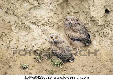 Eurasian eagle-owl (Bubo bubo) fledglings sitting in loess wall, Pleven Province, Bulgaria, Europe View Large Photo Image Stock Image - Eurasian eagle-owl (Bubo bubo) fledglings sitting in loess wall, Pleven Province, Bulgaria, Europe. Fotosearch